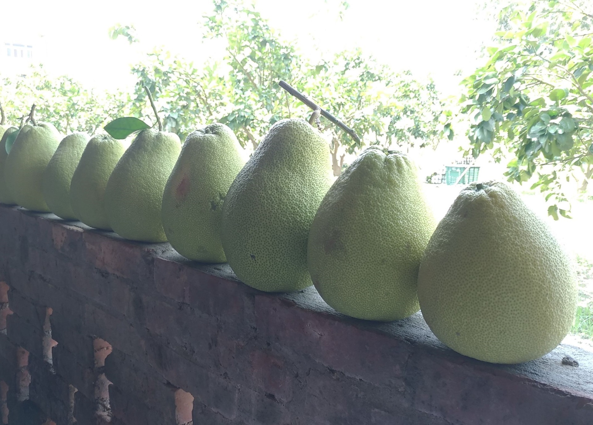 結實飽滿排排站